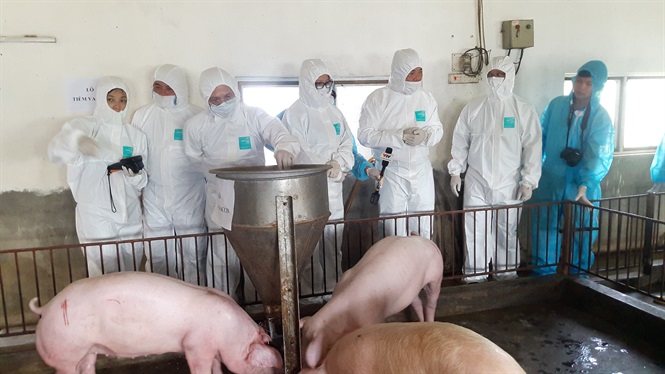 Quy trình chăn nuôi lợn an toàn sinh học 'cùng vào cùng ra' 1
