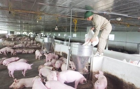 Quy trình chăn nuôi lợn an toàn sinh học 'cùng vào cùng ra' 2