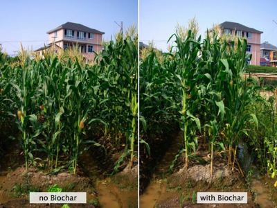 Tăng năng suất nông nghiệp nhờ than sinh học Biochar