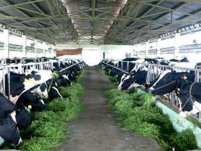 Mùi hôi chuồng trại gây ảnh hưởng xấu tới sức khỏe người và vật nuôi